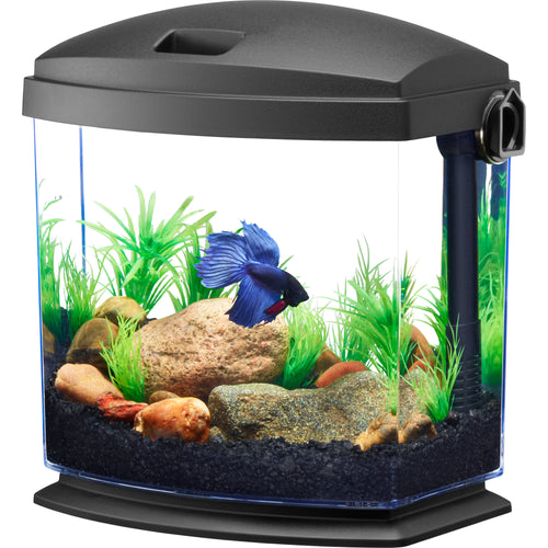 Pet Fish – Petsense