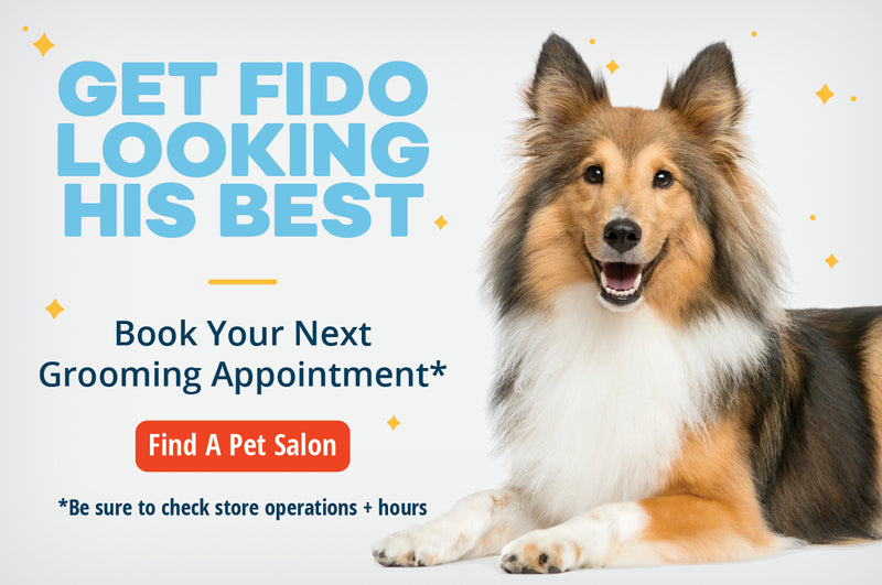 What to Expect During Your Dog Grooming Appointment